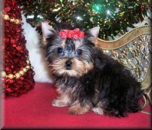 I have 1 male 1 female Yorkie puppies for Adorption