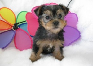 Loving yorkie puppies for adoption