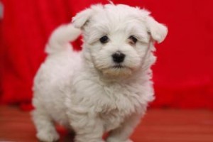 Male and Female Maltese puppies available