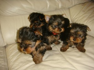 Sweetest Teacup Yorkie Puppies