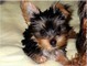 DOLLFACE YORKIES 4 SALE