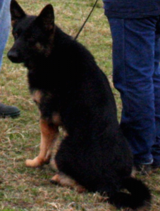 German Shepherd