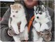 Siberian Husky puppies for sale