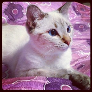 Purebred Lilac Lynx Point Siamese Kitten - Mesa, AZ | ASNClassifieds