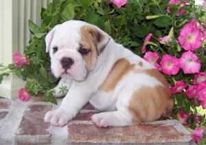 Cute and Cuddly Bulldogs