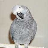 African Grey Parrot