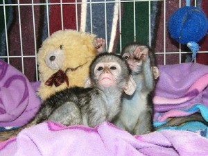 Capuchin Monkeys for Adoption