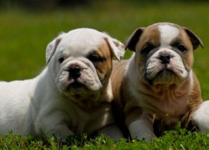 Healthy and Well trained English Bulldog puppies