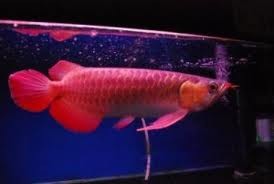 Asian Red Arowana Fish