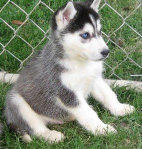 7 Beautiful Little Siberian Huskies