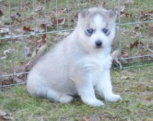 Male and Female Siberian Husky Puppies