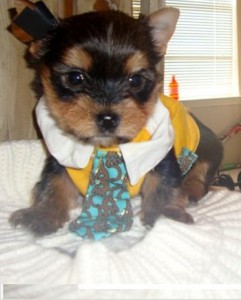 Tiny Teacup Yorkies