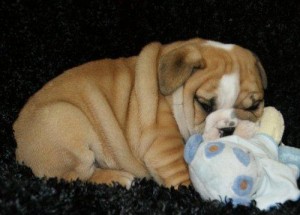 Gorgeous English Bulldog Puppies