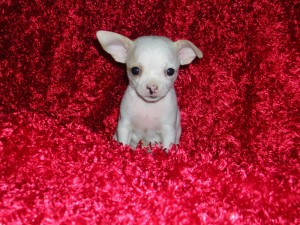 Male and Female Chihuahua Puppies