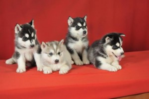 Pedigree Siberian Husky Puppies