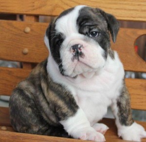 Awesome English Bulldog Puppies