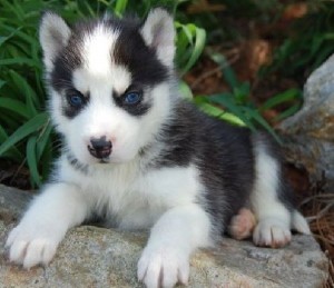 Lovely Huskies