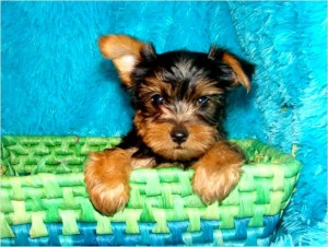 Two Yorkie Puppies (Boy &amp; Girl)