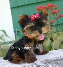 Lovely Male and Female Yorkie Pups