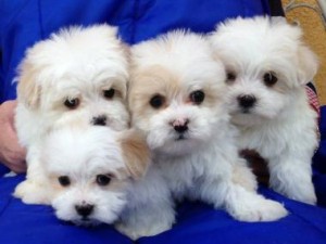 Pure Maltese Puppies