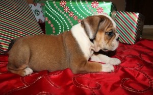 AKC REG MALE ENGLISH BULLDOG PUPPY