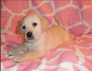 CKC Registered Yellow Male Lab Puppy