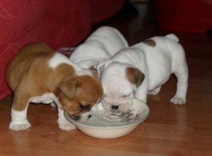 Healthy Male &amp; Female English Bulldog Puppies