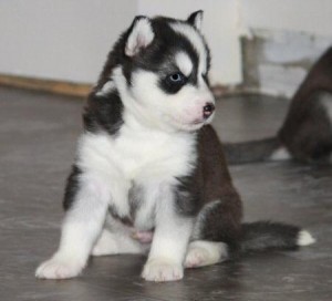 Charming and Loving Bulldog Puppy