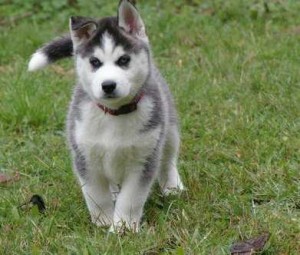 Cute Loving Blue Eyes Siberian Husky Puppies