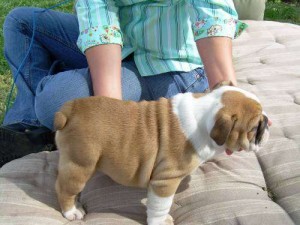 Bulldog with wrinkles and heavy bones