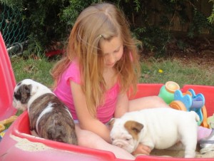 English bulldog puppies for a good home