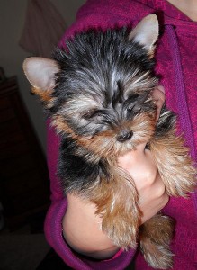 Lovely Teacup Yorkies