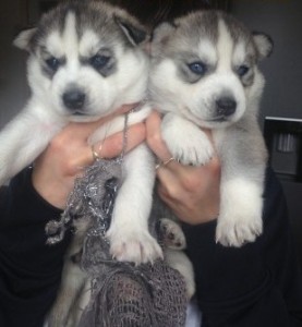 Cute CKC Purebred Siberian Husky