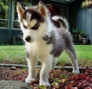 Amazing Husky Puppies