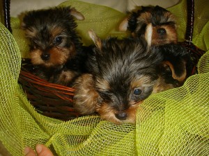 Tiny Yorkies