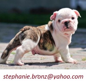 Brilliant English Bulldog Puppies for Re-homing