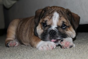 Cute English Bulldog Puppy Wanting a New Home This Easter