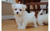 Available Maltese Puppies