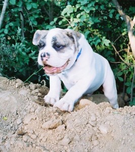 3 months old English Bulldog