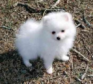 Lovely Pomeranian Puppy