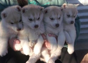 Four Home Raised Siberian Husky Puppies