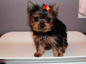 Playful Yorkie for re-homing