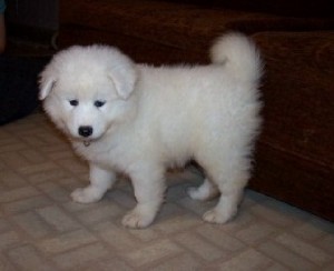 Samoyed puppies