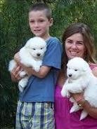 MALE AND FEMALE SAMOYED PUPPIES