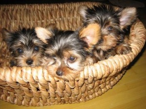 Tiny Yorkshire Terriers