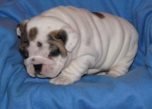 MALE AND FEMALE Bulldog puppies