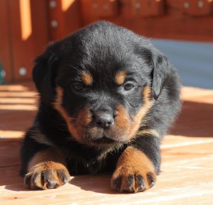 Rottweiler puppies