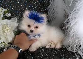 Beautiful Female Pomeranian for sale