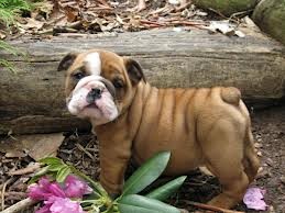 English Bulldog Puppies