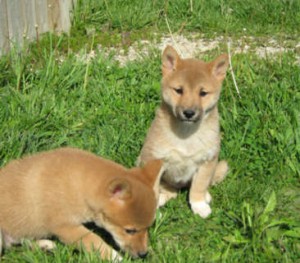 CHOW CHOW PUPPIES FOR ADOPTION